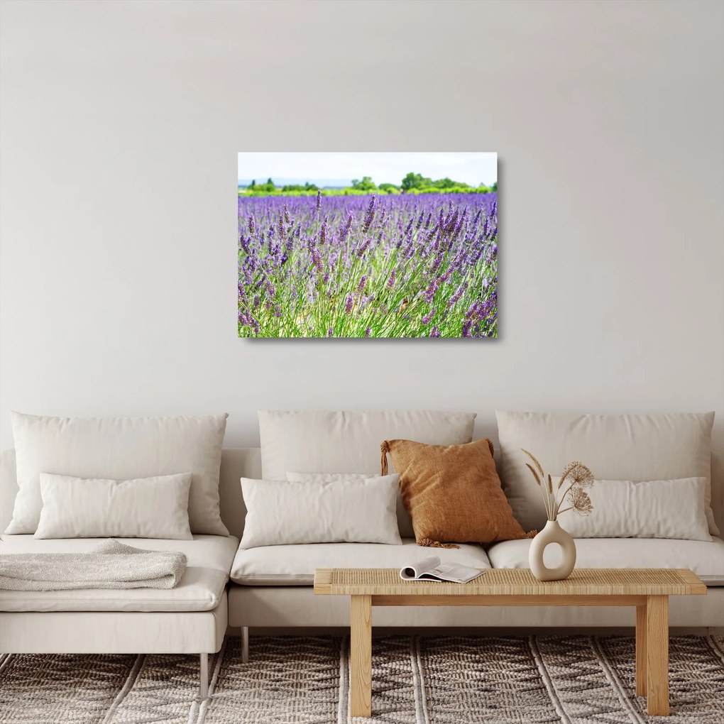 Egy mező képe a levendulával (üvegen) (70x50 cm)