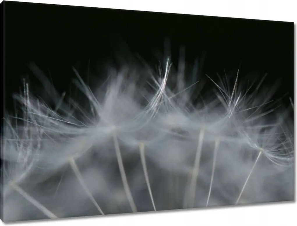 Vászonkép 90x60 Pitypang Virág Virágok