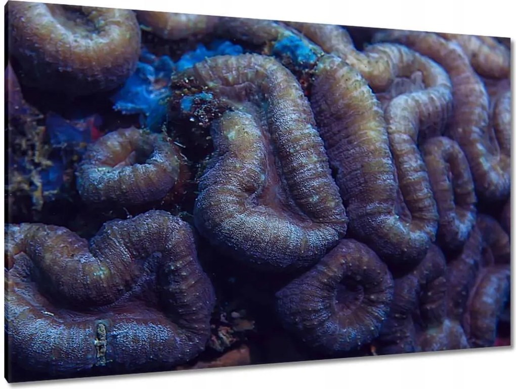 Vászonkép 120x80 Vad természet az óceánban