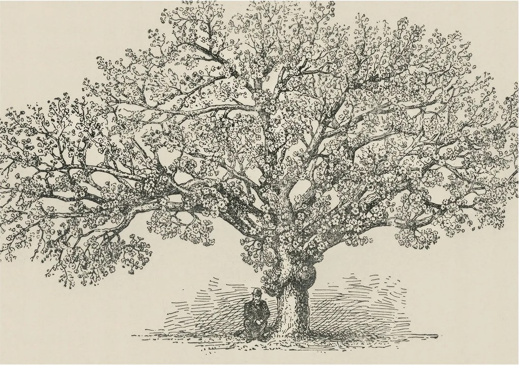 Fotótapéta Falra az előszoba konyhájába Fa illusztráció 208x146 Ragasztó