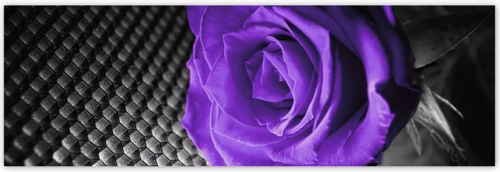 Poszterek 200x66 Lila rózsa