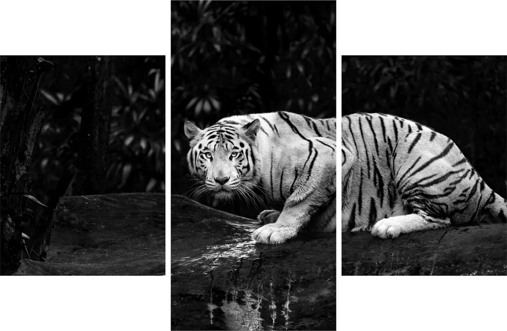 Kép - albínó tigris, fekete-fehér (90x60 cm)
