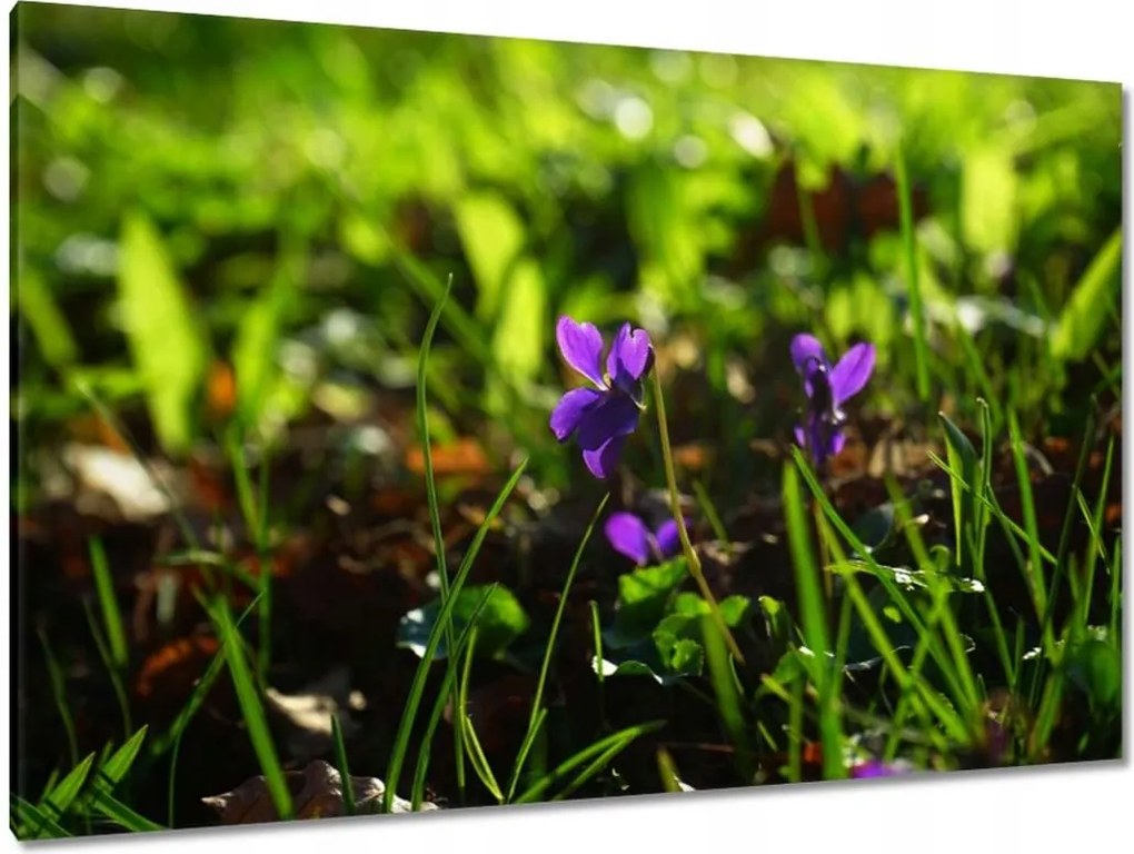 Festmények 120x80 Mezei ibolya