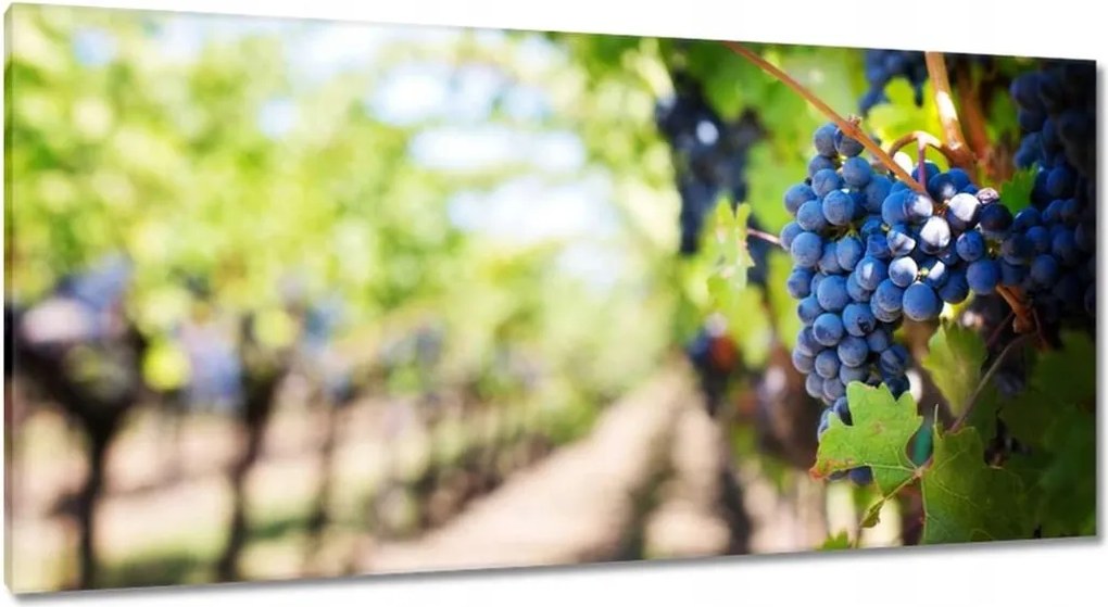 Vászonkép 115x55 Szőlőbirtok napsütésben