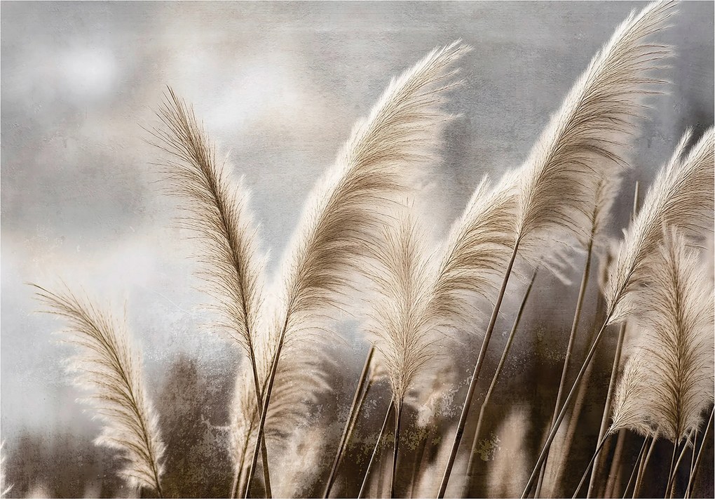 Vinil Tapéta Flizelin Pampas Fű Természet Bézs Pampas 368x254