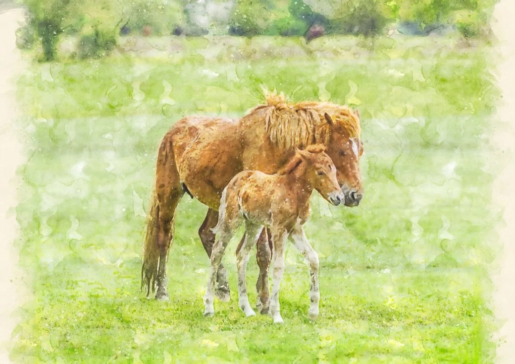 Poszter 59,4x42cm Ló és csikó 2, Assaf Frank