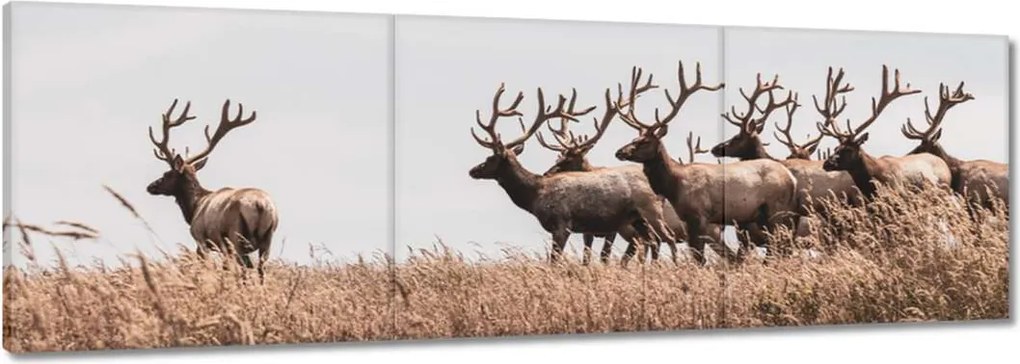 Vászonkép 90x30 Szarvascsorda Szarvak