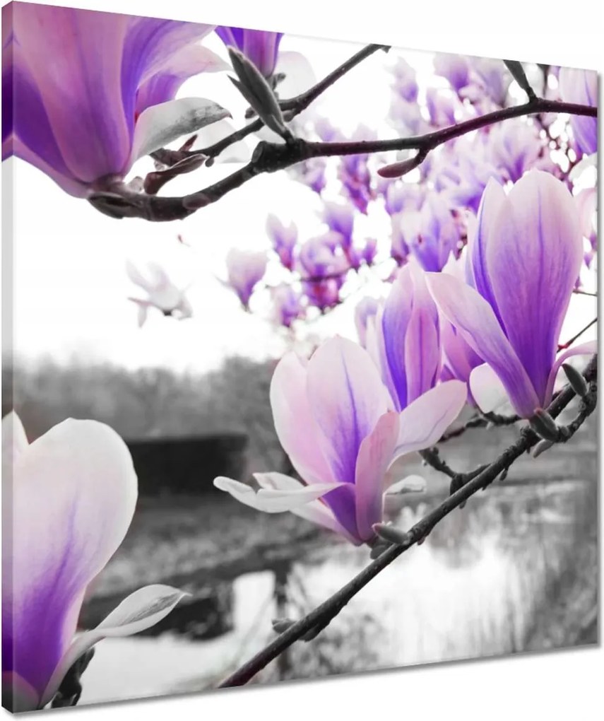 Vászonkép 50x50 Magnólia Virágok