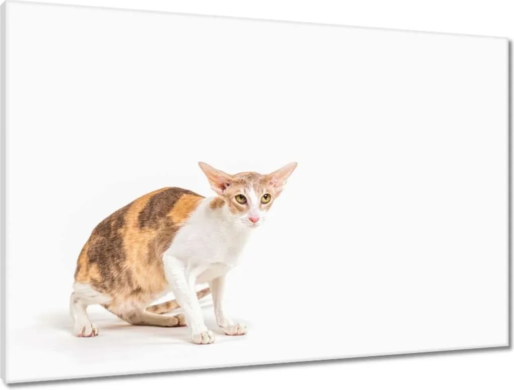 Vászonkép 90x60 Cica