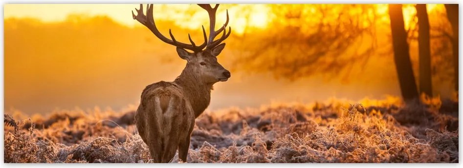 Fotótapéta flizelina 624x219 Szarvas a naplementében
