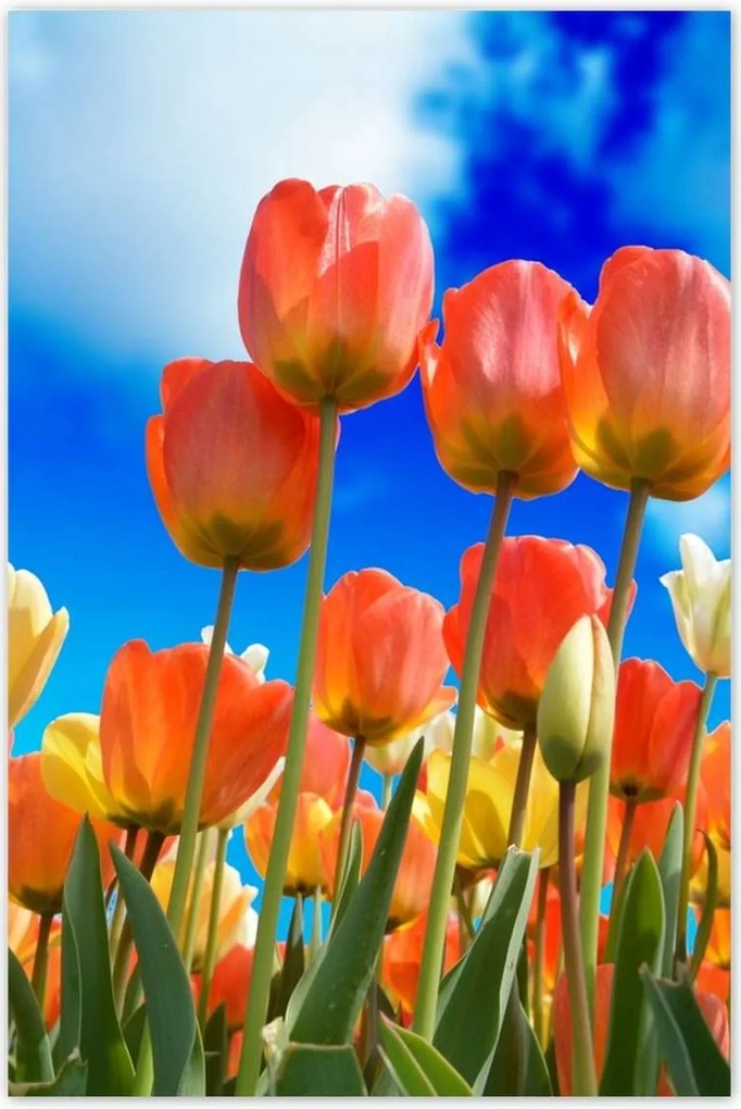 Poszterek 80x120 Színes tulipánok Virágok