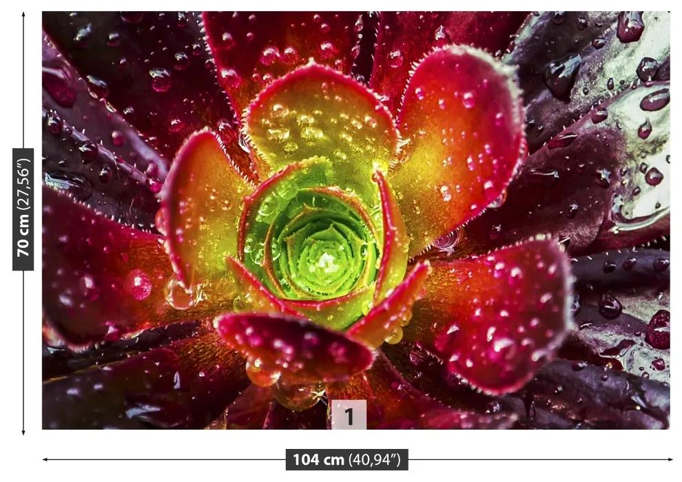 Fotótapéta piros virág 104x70 cm