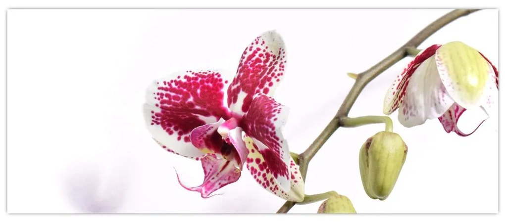 Orchidea virág képe (120x50 cm)