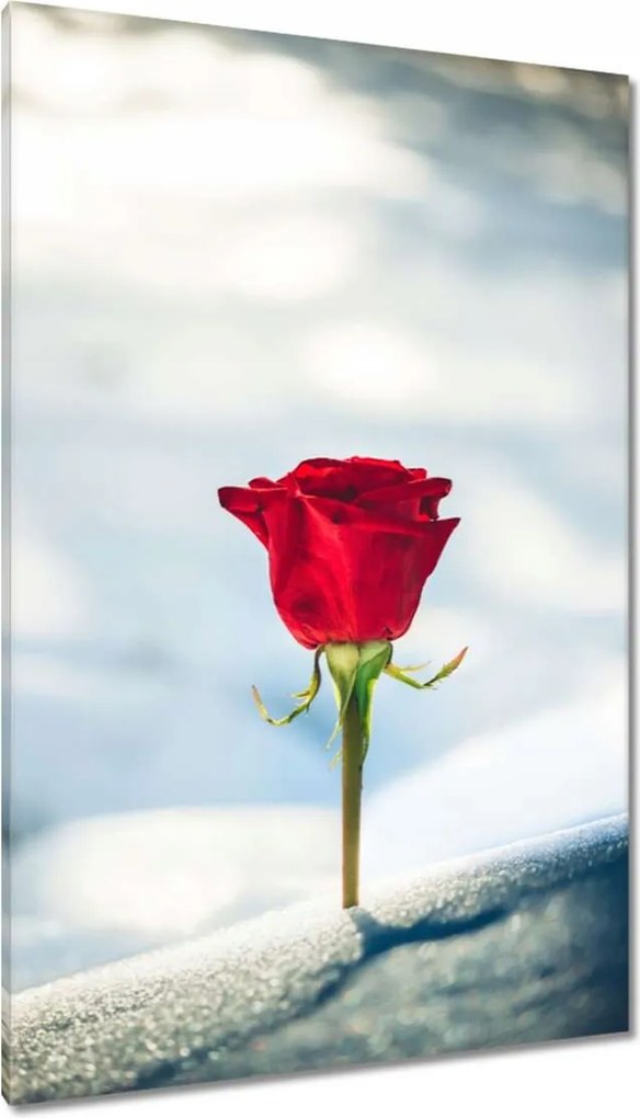 Vászonkép 80x120 Rózsa Virág Virágok Rózsa