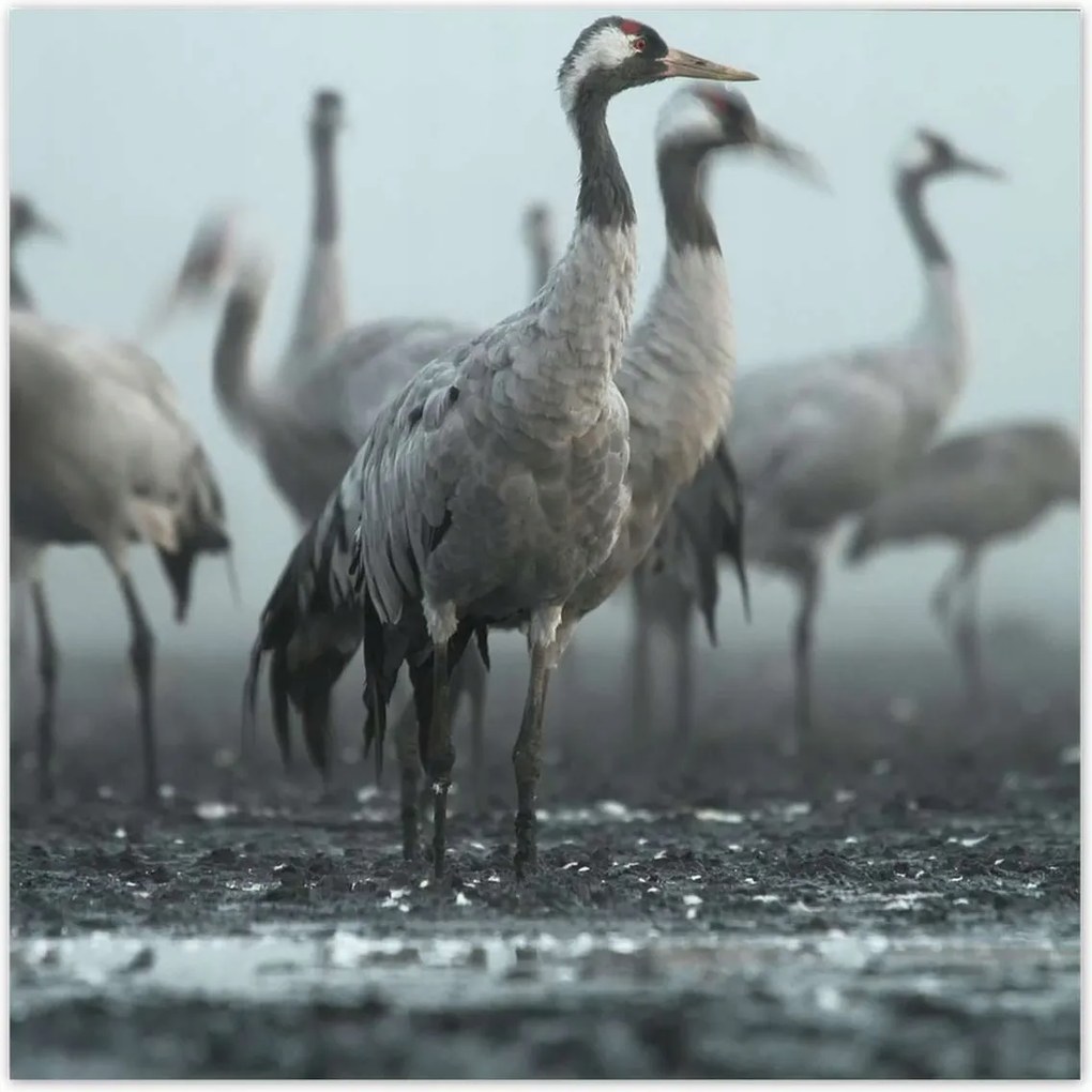 Poszterek 140x140 Darvak a ködben