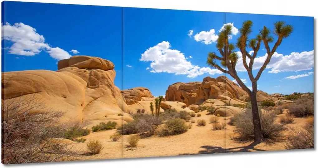 Képek 180x90 Kaktusz a sivatagban