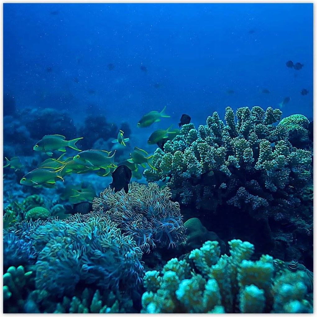 Poszterek 100x100 Laguna Korallok Óceán