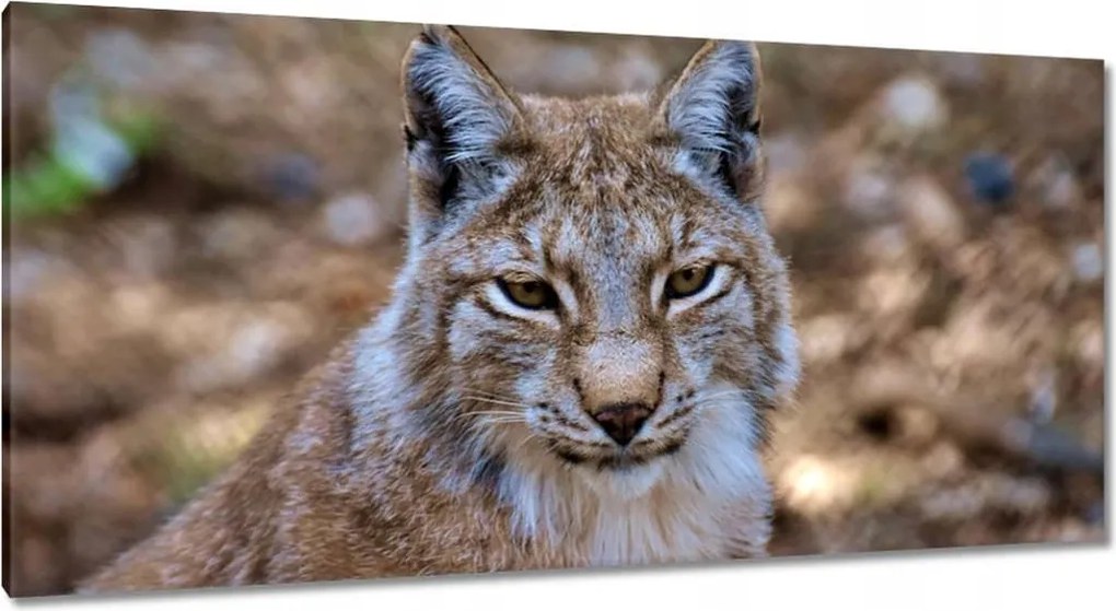 Vászonkép 115x55 Hiúz közelről Vadmacska