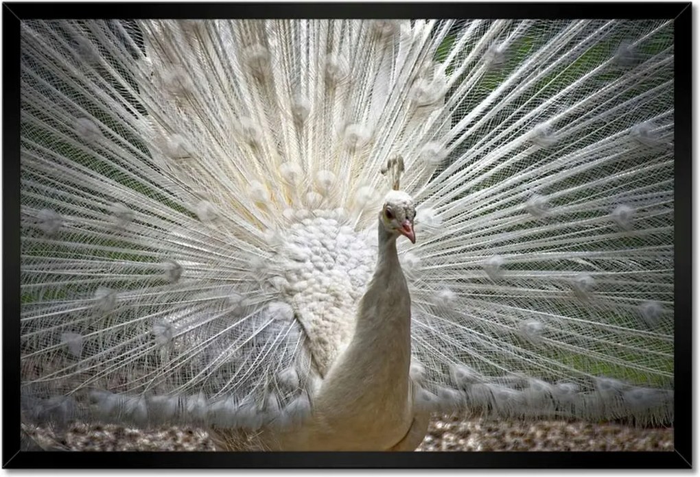 Poszterek keretben 60x40 Madarak