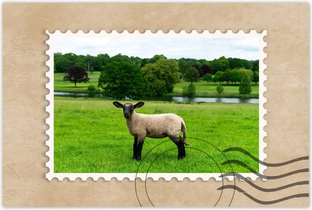 Poszterek 60x40 Juh legeltetés Bárányok