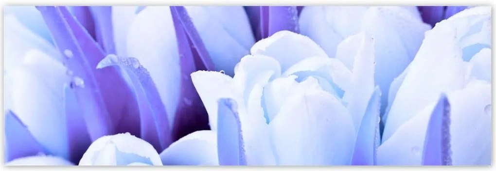 Poszterek 200x66 Kék tulipánok