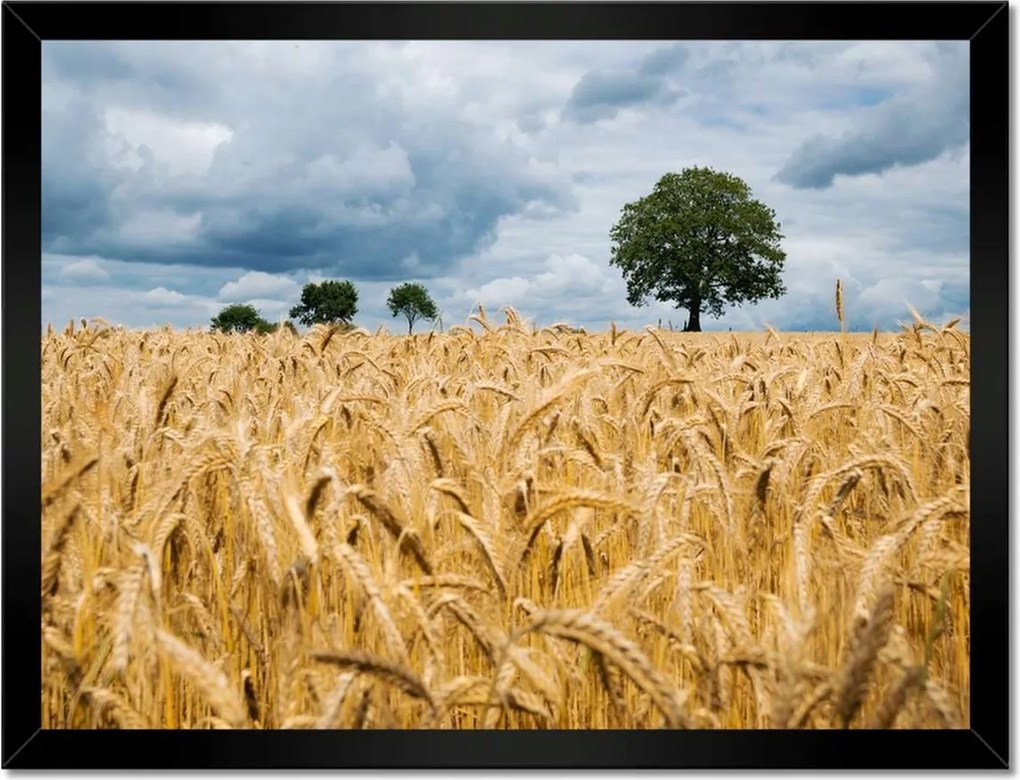Poszterek keretben 40x30 Aratás előtti mező Rozs