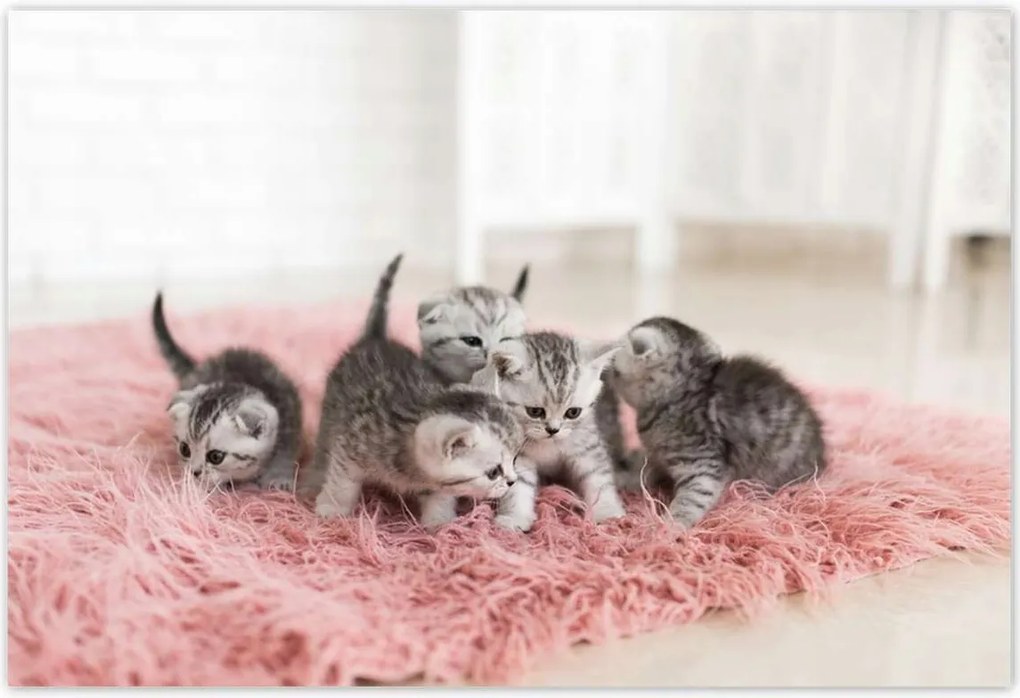 Poszterek 155x105 Cica Cicák