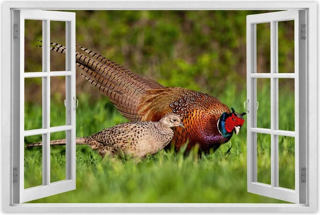 Poszterek 120x80 Fácán család Madarak