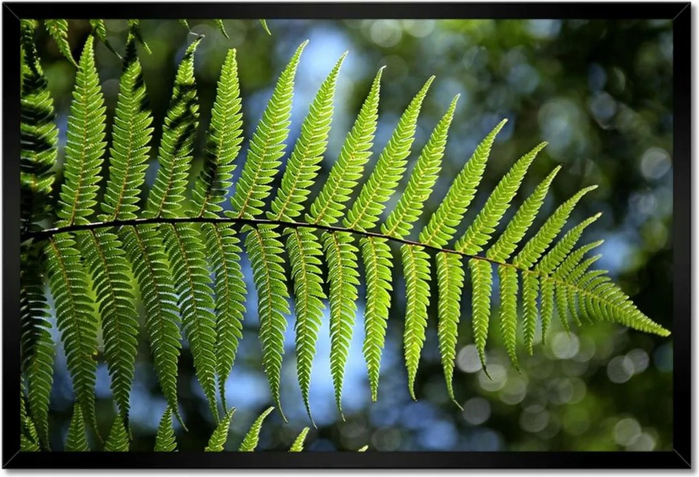 Poszter keretben 60x40 Páfrány páfrány levél