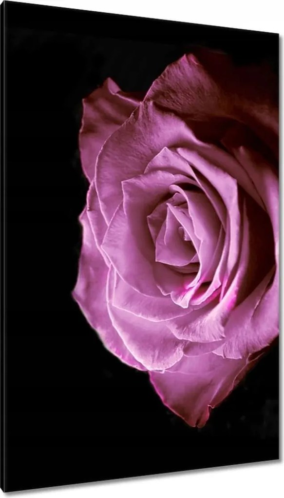 Vászonkép 80x120 Lila rózsa