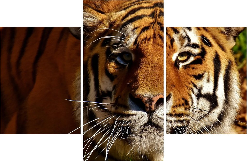 Tigris képe (90x60 cm)
