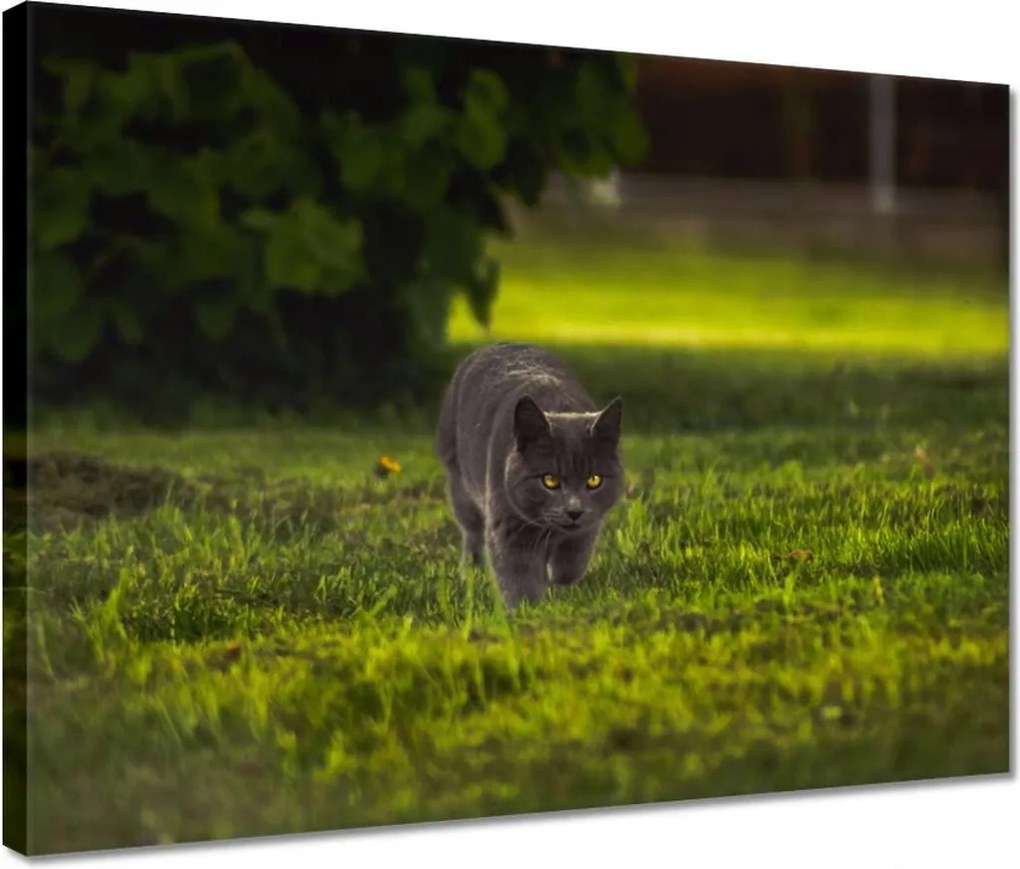 Vászonkép 40x30 Cica Cicák