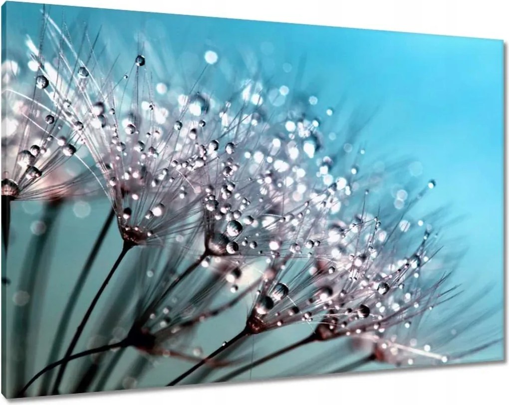 Vászonkép 100x70 Harmatcseppek Pitypang