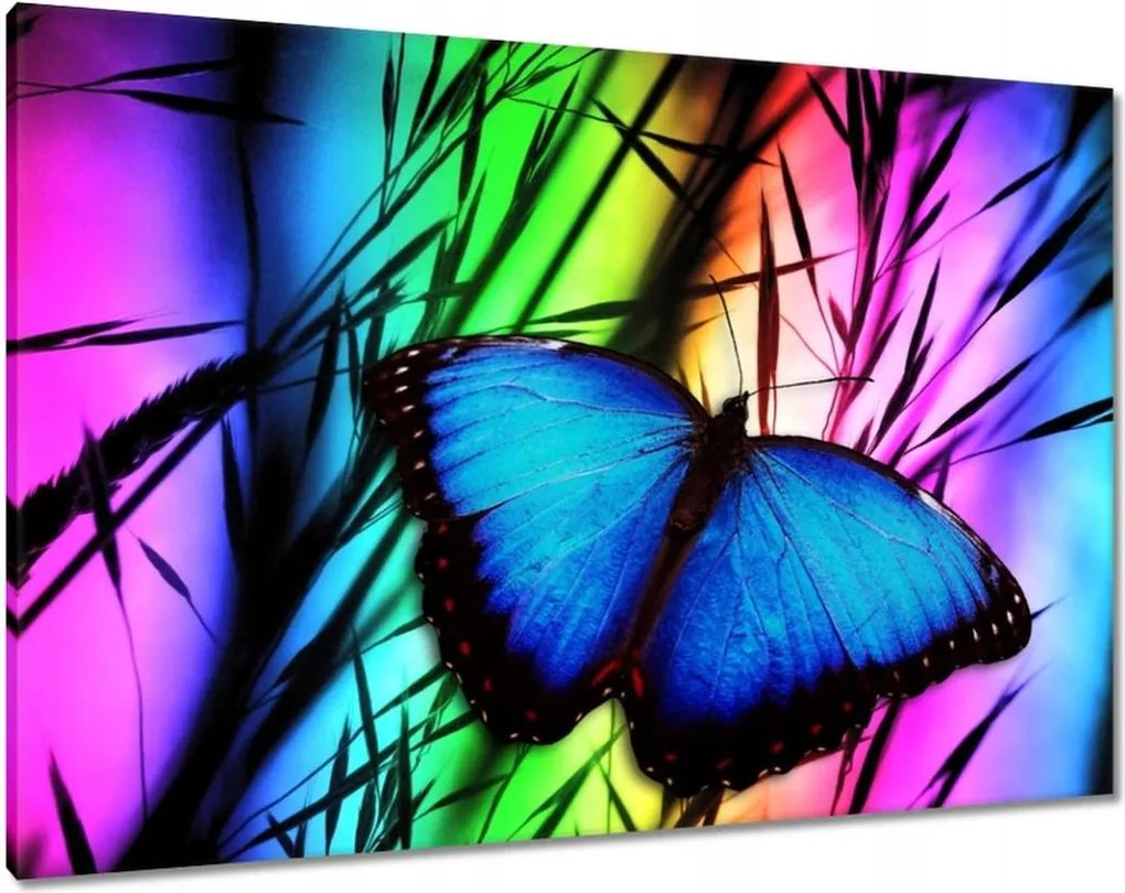 Vászonkép 100x70 Kék pillangó