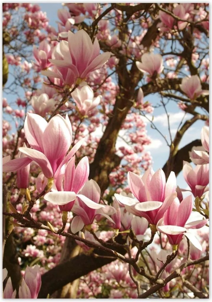 Poszterek 70x100 Magnólia Virágok Kék