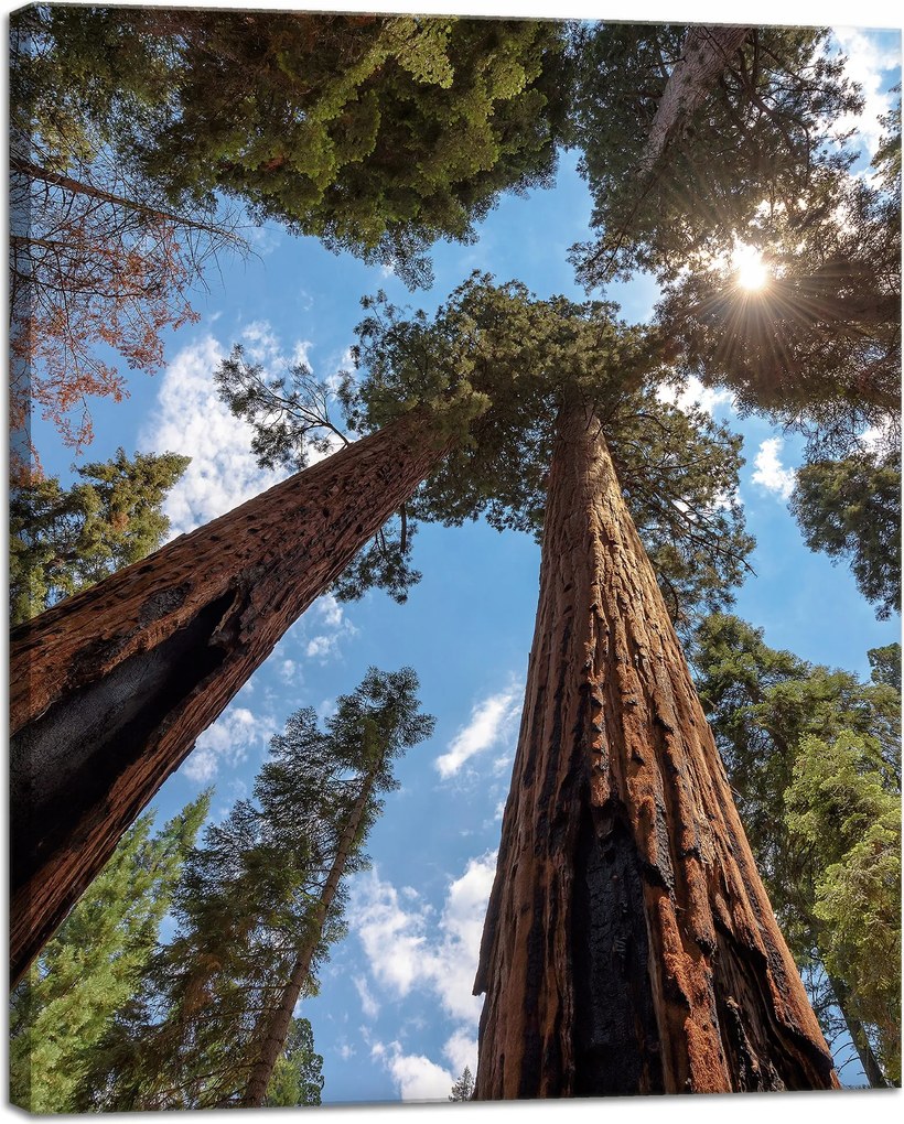 Vászonkép Magas fák Ég Természet Nap 40x50 cm