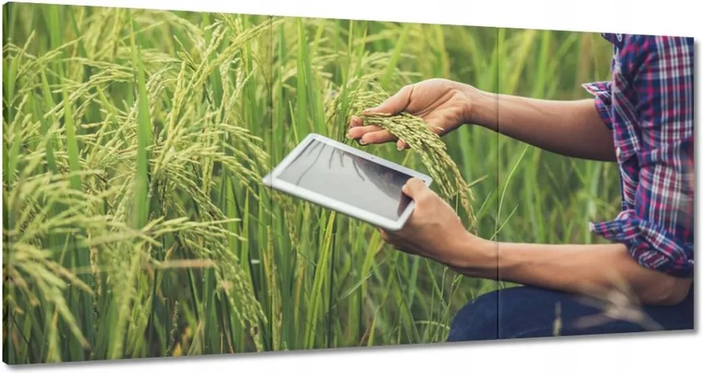 Képek 180x90 A termést kutató gazda