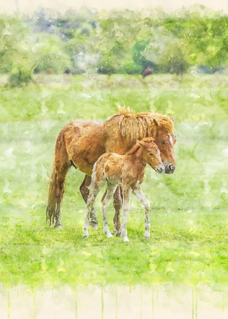 Poszter 50x70cm Ló és csikó 2, Assaf Frank