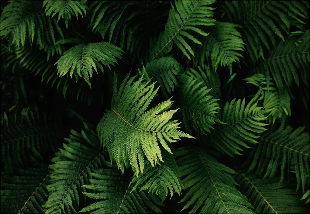 Fotótapéta Páfrány Zöld trópusi erdő zöldbe mártva 250x175 +ragasztó