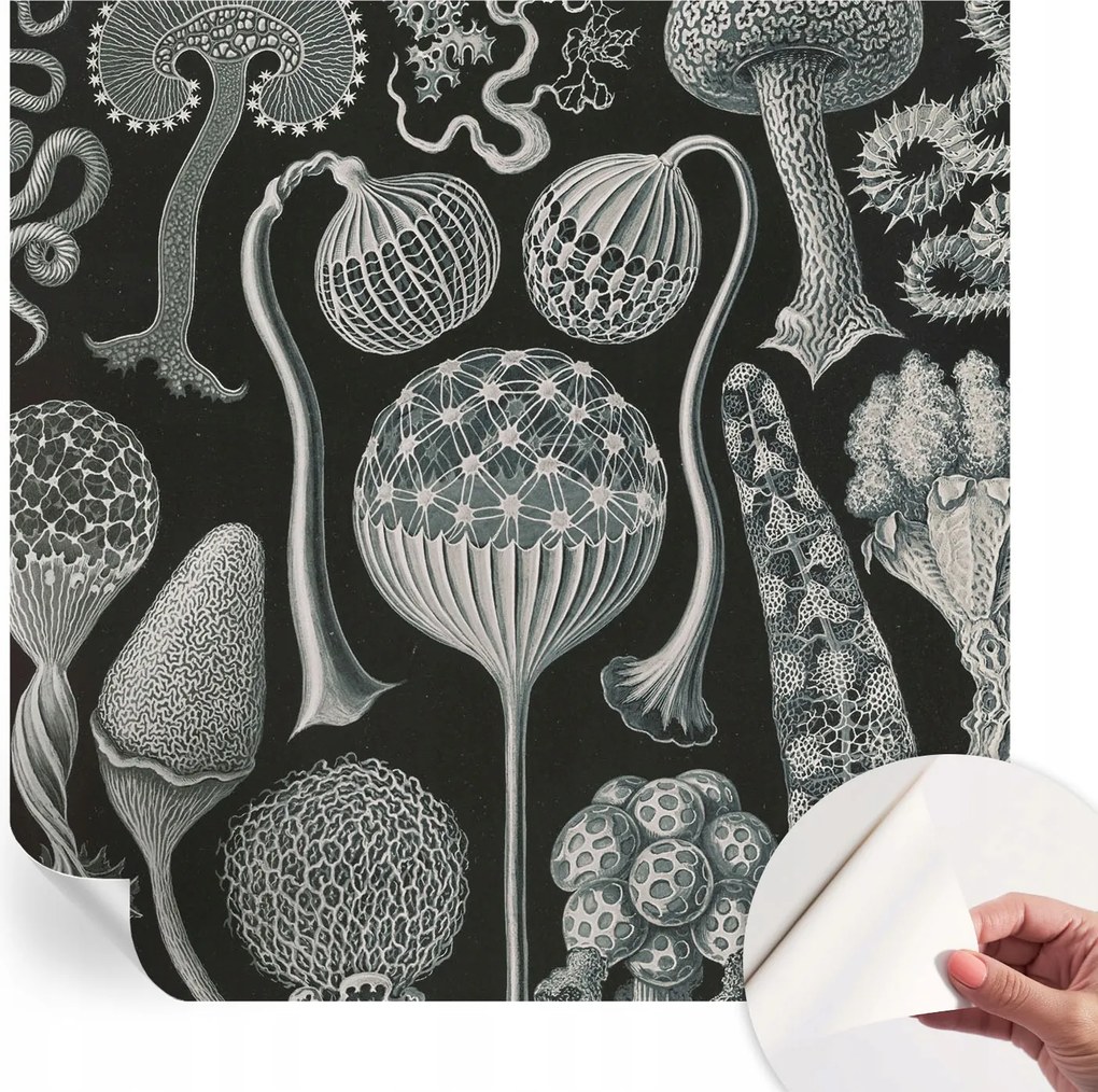 Divatos öntapadós fali tapéta Furnér Varázslatos növények 250x250 cm