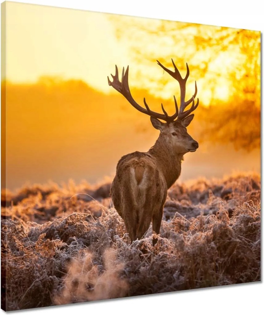 Vászonkép 50x50 Szarvas napfelkeltekor