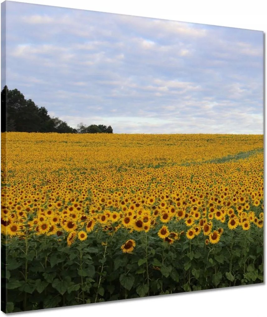 Vászonkép 50x50 Napraforgó mező