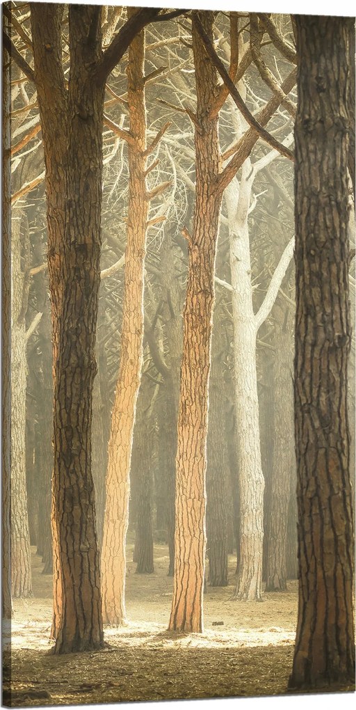 Vászonkép Fák Fény Természet Erdő 60x120 cm Ideális ajándék