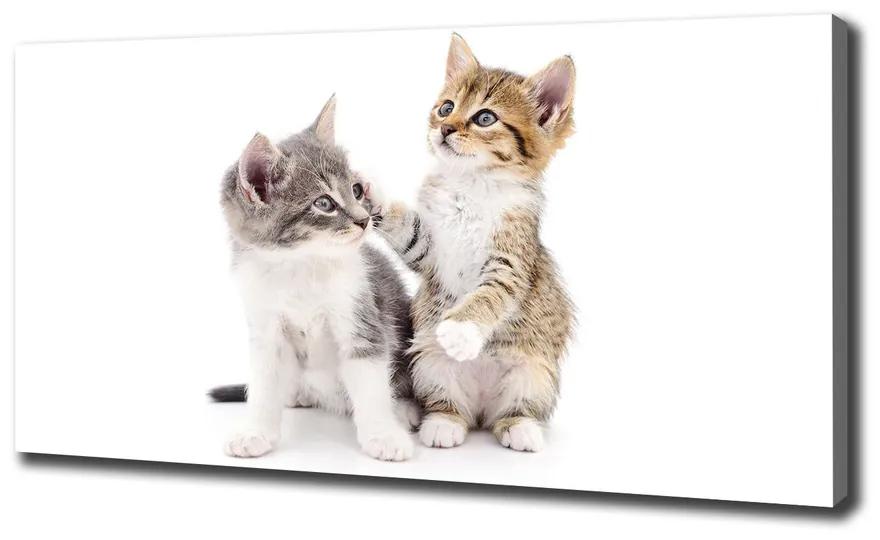 Vászonkép Két kis macska pl-oc-140x70-f-120060855