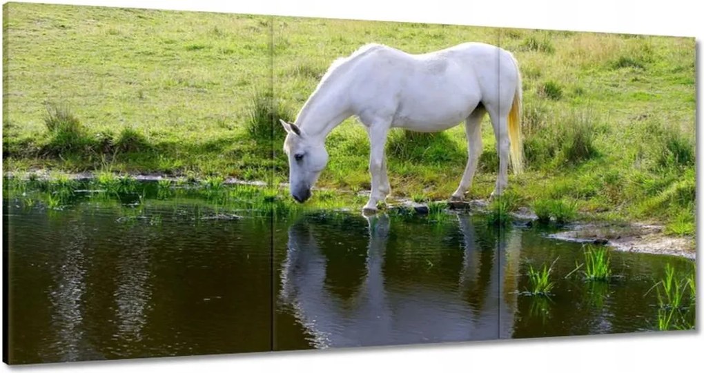 Vászonkép 180x90 Fehér ló