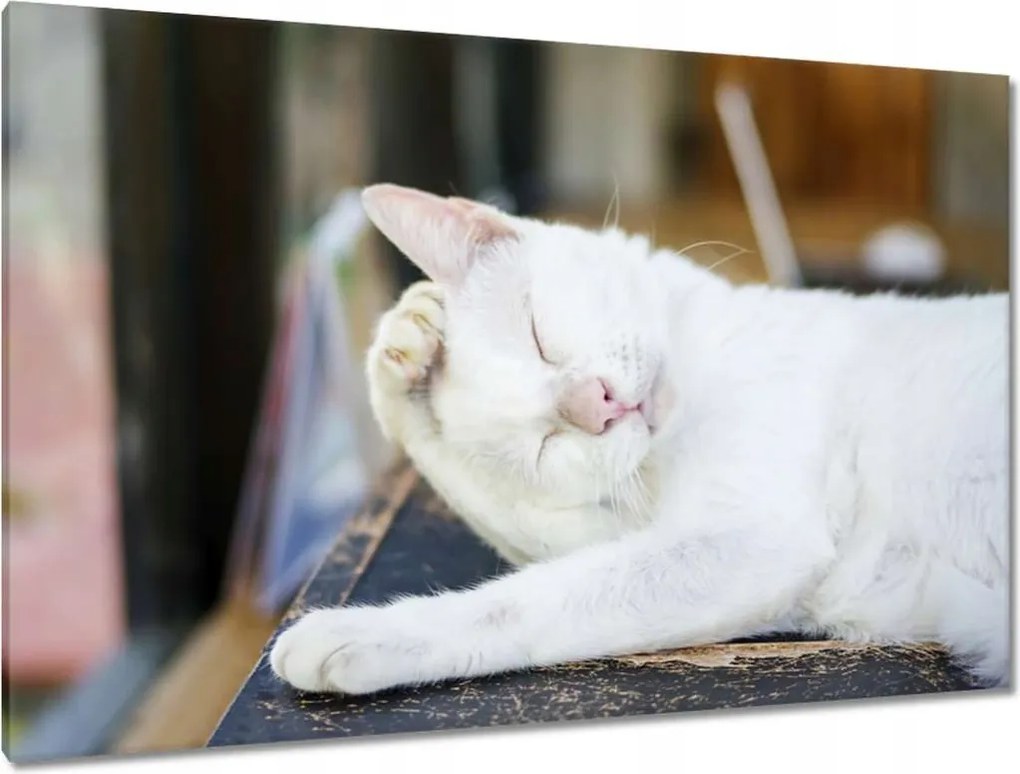 Képek 120x80 Cica Cicák Macskák