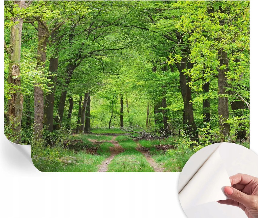 Öntapadós tapéta Divatos 3D fali ragasztóval Erdei ösvény 208x146 cm