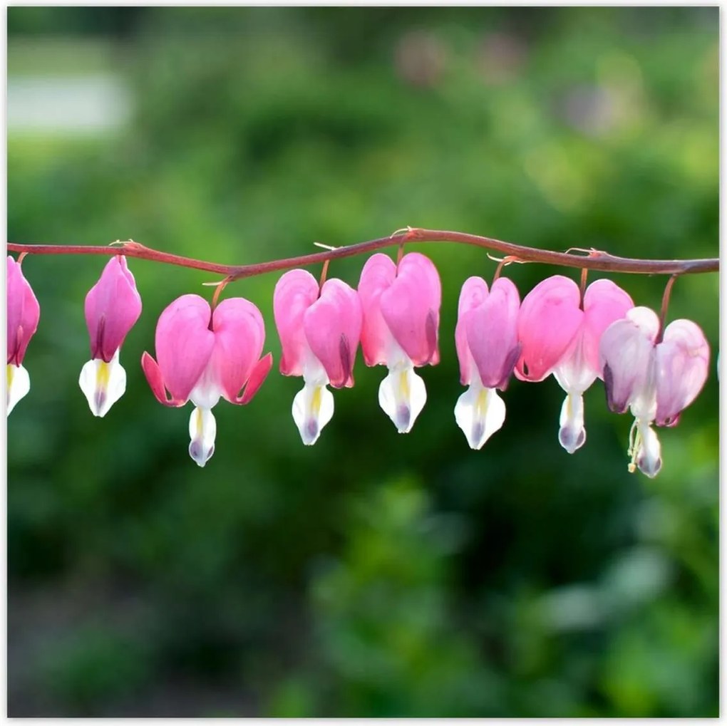 Poszterek 30x30 Mária szíve