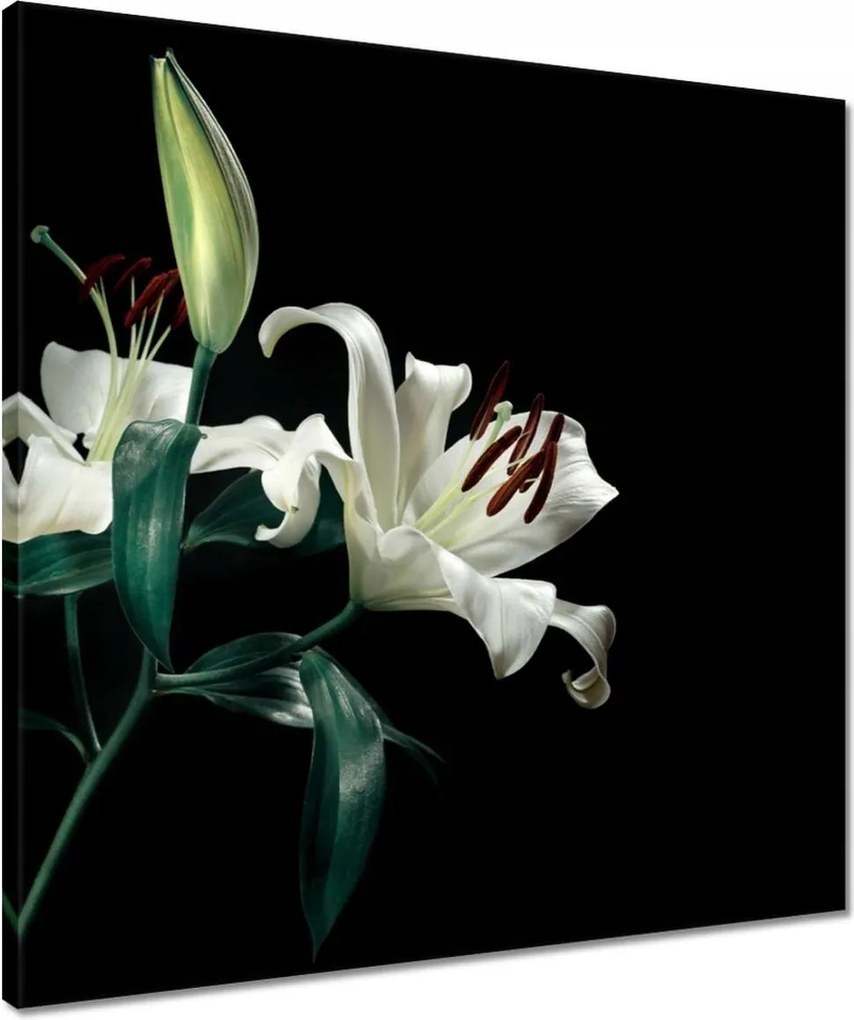 Vászonkép 50x50 Gyönyörű fehér liliom