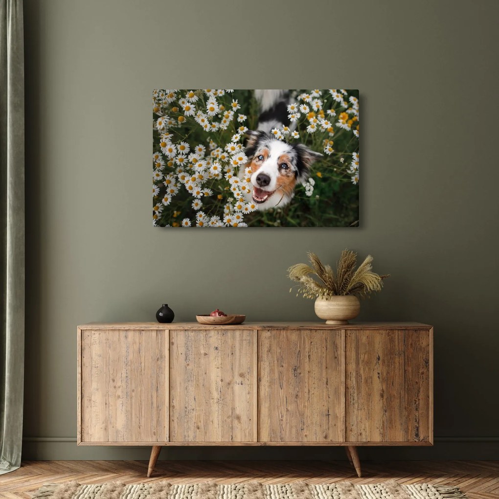 Kép - Ausztrál juhászkutya (90x60 cm)